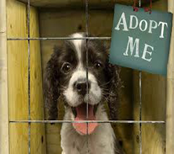Adopt